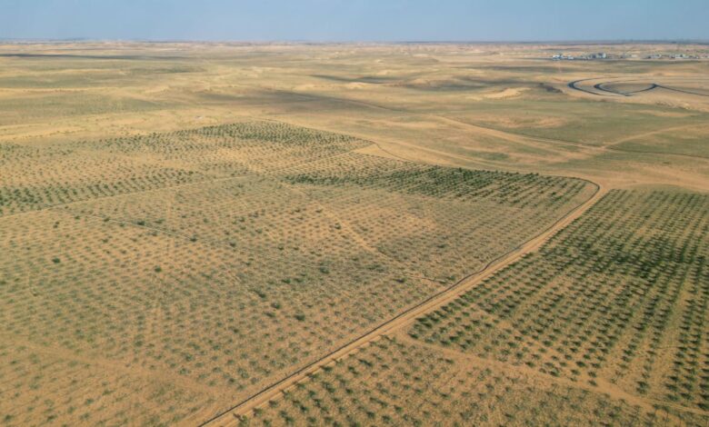 ” المركز الوطني لتنمية الغطاء النباتي” يقوم بزراعة مليون شجرة في واحة بريدة بالتعاون مع القطاع الخاص